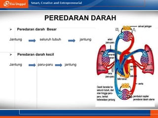 PEREDARAN DARAH
 Peredaran darah Besar
Jantung seluruh tubuh jantung
 Peredaran darah kecil
Jantung paru-paru jantung
 