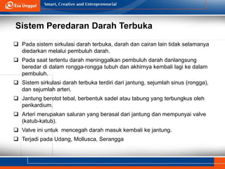 Sistem Peredaran Darah Terbuka
 Pada sistem sirkulasi darah terbuka, darah dan cairan lain tidak selamanya
diedarkan melalui pembuluh darah.
 Pada saat tertentu darah meninggalkan pembuluh darah danlangsung
beredar di dalam rongga-rongga tubuh dan akhirnya kembali lagi ke dalam
pembuluh.
 Sistem sirkulasi darah terbuka terdiri dari jantung, sejumlah sinus (rongga),
dan sejumlah arteri.
 Jantung berotot tebal, berbentuk sadel atau tabung yang terbungkus oleh
perikardium.
 Arteri merupakan saluran yang berasal dari jantung dan mempunyai valve
(katub-katub).
 Valve ini untuk mencegah darah masuk kembali ke jantung.
 Terjadi pada Udang, Mollusca, Serangga
 