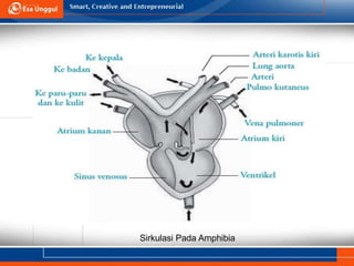 Sirkulasi Pada Amphibia
 