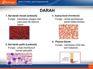 DARAH
1. Sel darah merah (eritrosit)
Fungsi : membawa oksigen dari
paru-paru ke seluruh
tubuh.
2. Sel darah putih (Leukosit)
Fungsi : untuk membunuh
kuman penyakit.
3. Keping Darah (Trombosit)
Fungsi : Untuk pembekuan
darah ketika terluka.
4. Plasma Darah
Fungsi : membawa CO2 dan
sari makanan.
 