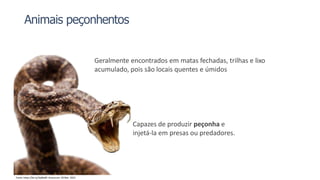 Animais peçonhentos
Capazes de produzir peçonha e
injetá-la em presas ou predadores.
Fonte: https://bit.ly/3ql8wNf. Acesso em: 20 Mar. 2022.
Geralmente encontrados em matas fechadas, trilhas e lixo
acumulado, pois são locais quentes e úmidos
 