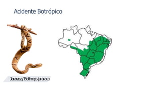Acidente Botrópico
Jararaca/Bothropsjararaca
 