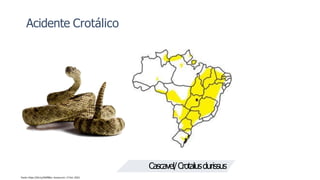 Acidente Crotálico
Fonte: https://bit.ly/3H0fBbn. Acesso em: 17 Fev. 2022.
Cascavel/Crotalusdurissus
 