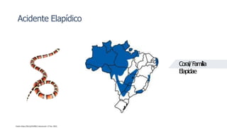Acidente Elapídico
Fonte: https://bit.ly/3rV0KL5.Acesso em: 17 Fev. 2022.
Coral/Família
Elapidae
 
