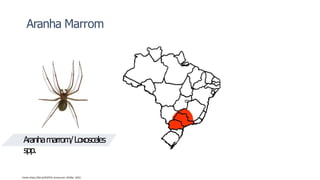 Aranha Marrom
Fonte: https://bit.ly/3CXTEJt.Acesso em: 20 Mar. 2022.
Aranhamarrom/Loxosceles
spp.
 