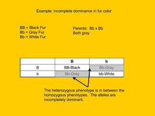 Example: incomplete dominance in fur colorBB = Black FurBb = Gray FurBb = White FurParents:  Bb x BbBoth grayThe heterozygous phenotype is in between the homozygous phenotypes.  The alleles are incompletely dominant.