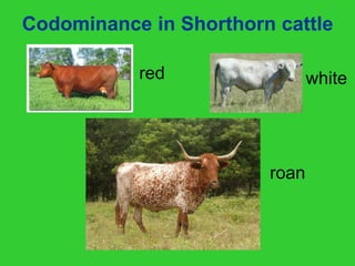 Codominance in Shorthorn cattleredwhite×roan
