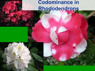 Codominance in Rhododendrons