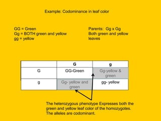 Example: Codominance in leaf colorParents:  Gg x GgBoth green and yellow leavesGG = GreenGg = BOTH green and yellowgg = yellowThe heterozygous phenotype Expresses both the green and yellow leaf color of the homozygotes.  The alleles are codominant.