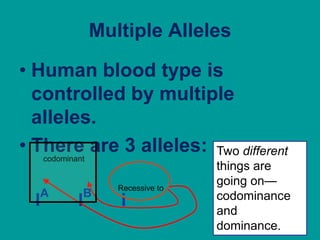 Multiple AllelesHuman blood type is controlled by multiple alleles.There are 3 alleles:IA         IB         iTwo different things are going on—codominance and dominance.codominantRecessive to