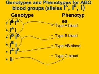 Genotypes and Phenotypes for ABO blood groups (alleles IA, IB, i)GenotypesPhenotypesIA IAIA iIB IBIB iIA IBiiType A bloodType B bloodType AB bloodType O blood