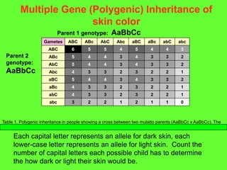 Multiple Gene (Polygenic) Inheritance of skin colorParent 1 genotype:  AaBbCcParent 2 genotype:  AaBbCcEach capital letter represents an allele for dark skin, each lower-case letter represents an allele for light skin.  Count the number of capital letters each possible child has to determine the how dark or light their skin would be.
