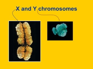 X and Y chromosomes