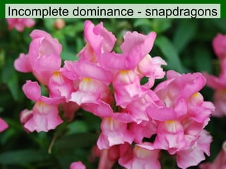 Incomplete dominance - snapdragons