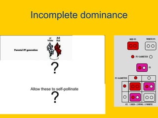 Incomplete dominance?Allow these to self-pollinate?