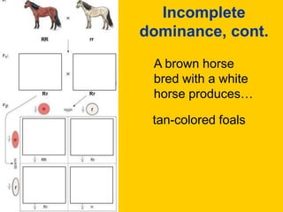 Incomplete dominance, cont.A brown horse bred with a white horse produces…tan-colored foals
