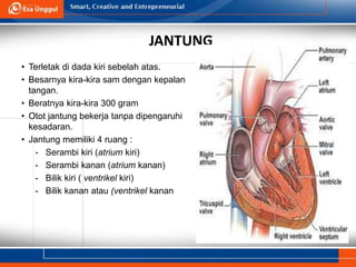 JANTUNG
• Terletak di dada kiri sebelah atas.
• Besarnya kira-kira sam dengan kepalan
tangan.
• Beratnya kira-kira 300 gram
• Otot jantung bekerja tanpa dipengaruhi
kesadaran.
• Jantung memiliki 4 ruang :
- Serambi kiri (atrium kiri)
- Serambi kanan (atrium kanan)
- Bilik kiri ( ventrikel kiri)
- Bilik kanan atau (ventrikel kanan
 