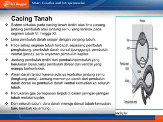 Cacing Tanah
 Sistem sirkulasi pada cacing tanah terdiri atas lima pasang
jantung pembuluh atau jantung semu yang terletak pada
segmen tubuh VII hingga XI.
 Lima pembuluh darah sejajar dengan panjang tubuh.
 Pada setiap segmen tubuh terdapat sepasang pembuluh
penghubung, pembuluh darah dorsal (punggung), pembuluh
ventral (perut), serta anyaman pembuluh kapiler.
 Jantung pembuluh terdiri dari pembuluhpembuluh yang
berukuran besar,yaitu pembuluh dorsal dan ventral yang
mampu berkontraksi.
 Aliran darah terjadi karena adanya kontraksi jantung semu
(lengkung aorta). Jantung memompa darah dari pembuluh
darah dorsal ke pembuluh darah ventral kemudian ke seluruh
tubuh.
 Pertukaran gas pernapasan terjadi di dalam jaringan-jaringan
tubuh melalui kapiler.
 Dari seluruh tubuh, dara darah menuju dorsal tubuh kemudian
baru kembali ke jantung.
 