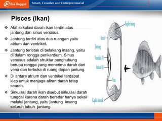 Pisces (Ikan)
 Alat sirkulasi darah ikan terdiri atas
jantung dan sinus venosus.
 Jantung terdiri atas dua ruangan yaitu
atrium dan ventrikel.
 Jantung terletak di belakang insang, yaitu
di dalam rongga perikardium. Sinus
venosus adalah struktur penghubung
berupa rongga yang menerima darah dari
vena dan terbuka di ruang depan jantung.
 Di antara atrium dan ventrikel terdapat
klep untuk menjaga aliran darah tetap
searah.
 Sirkulasi darah ikan disebut sirkulasi darah
tunggal karena darah beredar hanya sekali
melalui jantung, yaitu jantung insang
seluruh tubuh jantung.
 