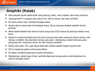 Amphibi (Katak)
 Alat sirkulasi darah katak terdiri atas jantung, arteri, vena, kapiler, dan sinus venosus.
 Jantung terdiri 3 ruangan yaitu atrium kiri, atrium kanan, dan satu ventrikel.
 Di antara atrium dan ventrikel terdapat sekat.
 Antara atrium kanan dan kiri terdapat katup. Sinus venosus terletak sebelah dorsal
jantung.
 Aliran darah diawali dari seluruh tubuh yang kaya CO2 masuk ke jantung melalui vena
kava.
 Darah ini mula-mula berkumpul di sinus venosus dan akan masuk ke atrium kanan, dan
menuju ventrikel, lalu dipompa menuju paru-paru. Selanjutnya, darah dari paru-paru
yang kaya O2 masuk ke atrium kiri dan menuju ventrikel.
 Selain paru-paru, O2 juga dapat diperoleh melalui kapiler-kapiler bawah kulit.
 O2 ini masuk ke dalam kulit secara difusi.
 Di dalam ventrikel kedua jenis darah bercampur.
 Selanjutnya, darah kaya O dari ventrikel dipompa menuju arteri untuk diedarkan ke
seluruh jaringan tubuh
 