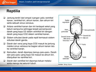 Reptilia
 Jantung terdiri dari empat ruangan yaitu ventrikel
kanan, ventrikel kiri, atrium kanan, dan atrium kiri
serta sebuah sinus venosus.
 Antara ventrikel kanan dan kiri terdapat sekat yang
belum sempurna sehingga terjadi percampuran
darah yang kaya O2 dalam ventrikel kiri dengan
darah yang kaya CO2 dalam ventrikel kanan.
 Sistem sirkulasi darah pada reptil termasuk sistem
sirkulasi darah ganda.
 Darah dari vena yang kaya CO2 masuk ke jantung
melalui sinus venosus ke bagian atrium kanan lalu
ke ventrikel kanan.
 Kemudian, darah dipompa menuju paru-paru. Darah
dari paru-paru yang kaya O2 masuk ke atrium kiri,
dilanjutkan ke ventrikel kiri.
 Darah dari ventrikel kiri dipompa keluar melalui
aorta menuju ke seluruh tubuh.
 