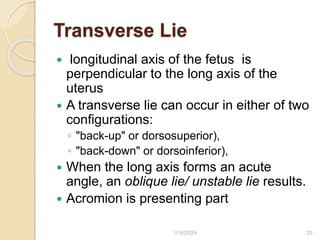 Transverse Lie
 longitudinal axis of the fetus is
perpendicular to the long axis of the
uterus
 A transverse lie can occur in either of two
configurations:
◦ "back-up" or dorsosuperior),
◦ "back-down" or dorsoinferior),
 When the long axis forms an acute
angle, an oblique lie/ unstable lie results.
 Acromion is presenting part
1/16/2024 29
 