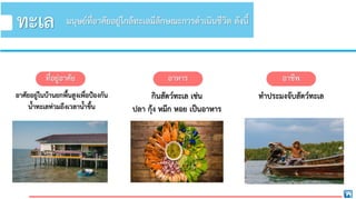 ที่อยู่อาศัย
อาศัยอยู่ในบ้านยกพืนสูงเพื่อป้องกัน
นาทะเลท่วมถึงเวลานาขึน
ทะเล
อาหาร
กินสัตว์ทะเล เช่น
ปลา กุ้ง หมึก หอย เป็นอาหาร
อาชีพ
ทาประมงจับสัตว์ทะเล
มนุษย์ที่อาศัยอยู่ใกล้ทะเลมีลักษณะการดาเนินชีวิต ดังนี
 