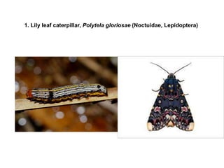 1. Lily leaf caterpillar, Polytela gloriosae (Noctuidae, Lepidoptera)
 