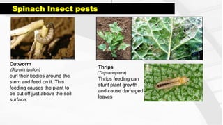 Spinch Insects 11. Different families of vegetables.pdf