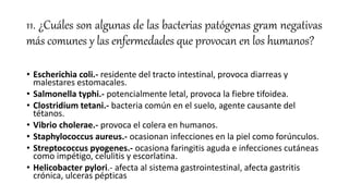 11. ¿Cuáles son algunas de las bacterias patógenas gram negativas
más comunes y las enfermedades que provocan en los humanos?
• Escherichia coli.- residente del tracto intestinal, provoca diarreas y
malestares estomacales.
• Salmonella typhi.- potencialmente letal, provoca la fiebre tifoidea.
• Clostridium tetani.- bacteria común en el suelo, agente causante del
tétanos.
• Vibrio cholerae.- provoca el colera en humanos.
• Staphylococcus aureus.- ocasionan infecciones en la piel como forúnculos.
• Streptococcus pyogenes.- ocasiona faringitis aguda e infecciones cutáneas
como impétigo, celulitis y escorlatina.
• Helicobacter pylori.- afecta al sistema gastrointestinal, afecta gastritis
crónica, ulceras pépticas
 