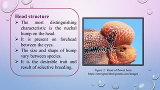 Flowerhorn fish: Introduction and Importance | PDF
