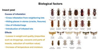 Fissures Insect 11.1 Role of physical biological in deterioration of grains.pdf