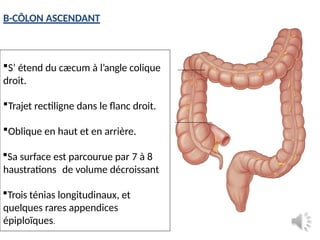 11.Le COLON anatomie direct annees.pptx