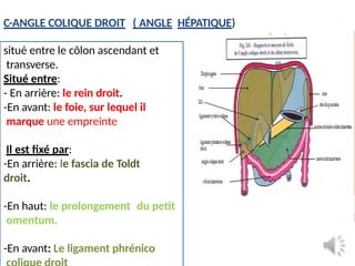 11.Le COLON anatomie direct annees.pptx