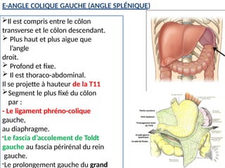 11.Le COLON anatomie direct annees.pptx