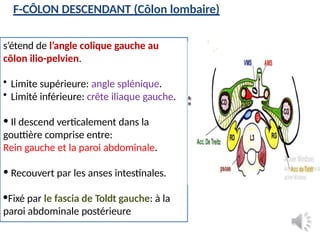 11.Le COLON anatomie direct annees.pptx