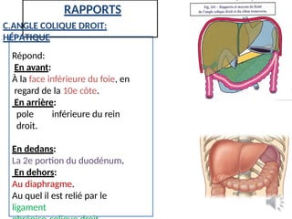 11.Le COLON anatomie direct annees.pptx
