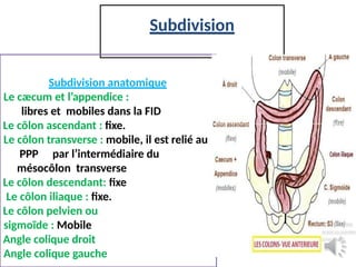 11.Le COLON anatomie direct annees.pptx