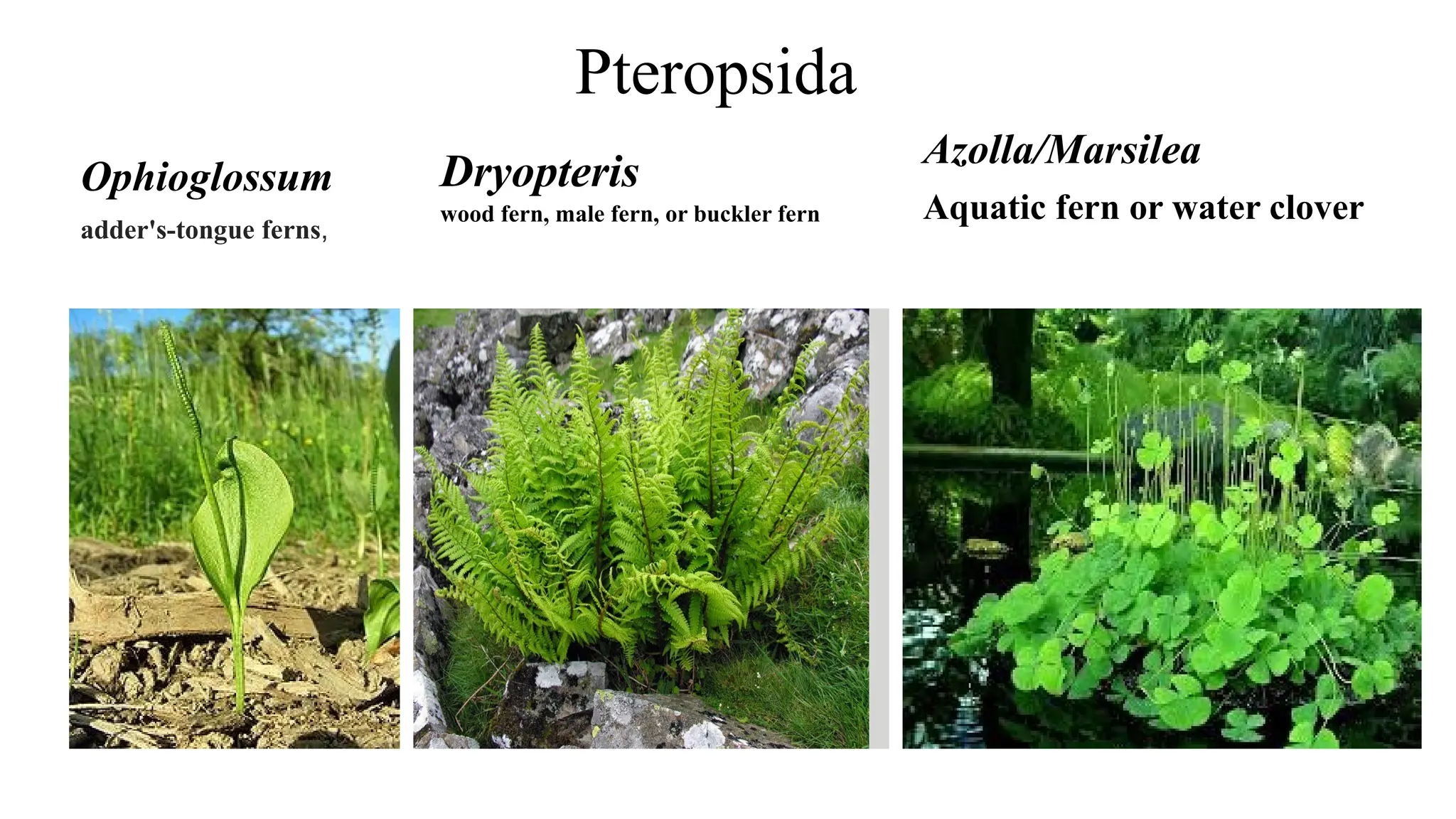 Ophioglossum.pptx member of pteridophytes | PPTX