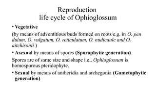 Reproduction
life cycle of Ophioglossum
• Vegetative
(by means of adventitious buds formed on roots e.g. in O. pen­
dulum, O. vulgatum, O. reticulatum, O. nudicaule and O.
aitchisonii )
• Asexual by means of spores (Sporophytic generation)
Spores are of same size and shape i.e., Ophioglossum is
homosporous pteri­
dophyte.
• Sexual by means of antheridia and archegonia (Gametophytic
generation)
 