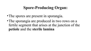 Spore-Producing Organ:
•The spores are present in sporangia.
•The sporangia are produced in two rows on a
fertile segment that arises at the junction of the
petiole and the sterile lamina
 