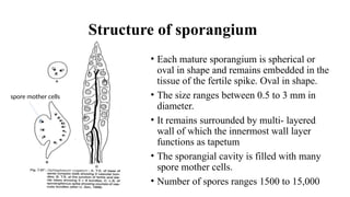 Structure of sporangium
• Each mature sporangium is spherical or
oval in shape and remains embedded in the
tissue of the fertile spike. Oval in shape.
• The size ranges between 0.5 to 3 mm in
diameter.
• It remains surrounded by multi- layered
wall of which the innermost wall layer
functions as tapetum
• The sporangial cavity is filled with many
spore mother cells.
• Number of spores ranges 1500 to 15,000
spore mother cells
 