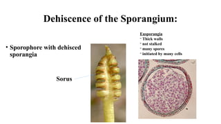 Dehiscence of the Sporangium:
• Sporophore with dehisced
sporangia
Sorus
Eusporangia
- Thick walls
- not stalked
- many spores
- initiated by many cells
 