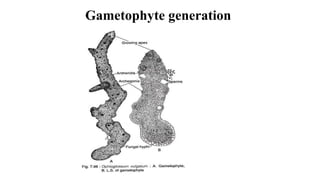 Gametophyte generation
 