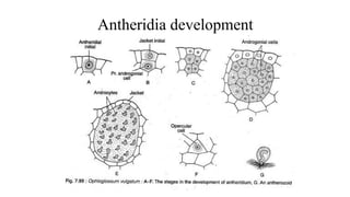 Antheridia development
 