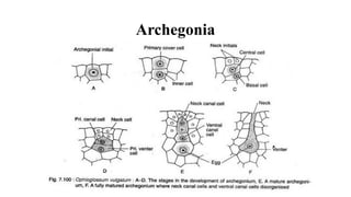 Archegonia
 