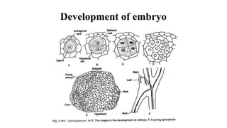 Development of embryo
 