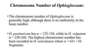 Chromosome Number of Ophioglossum:
•The chromosome number of Ophioglossum is
generally high, although there is no uniformity in the
basic number.
•O. pusitanicum has n = 125-130, while in O. vulgatum
n = 250-260. The highest chromosome number has
been recorded in O. reticulatum where n = 631 +10
fragments.
 