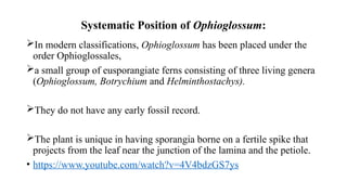 Systematic Position of Ophioglossum:
In modern classifications, Ophioglossum has been placed under the
order Ophioglossales,
a small group of eusporangiate ferns consisting of three living genera
(Ophioglossum, Botrychium and Helminthostachys).
They do not have any early fossil record.
The plant is unique in having sporangia borne on a fertile spike that
projects from the leaf near the junction of the lamina and the petiole.
• https://www.youtube.com/watch?v=4V4bdzGS7ys
 