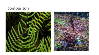 comparison
 